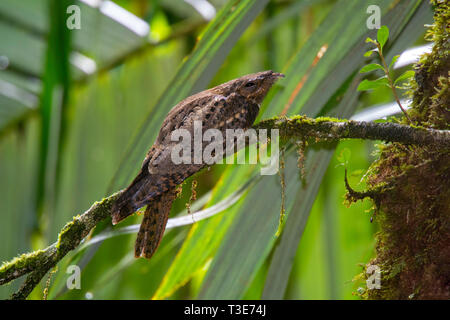 Engoulevent de Caroline Antrostomus carolinensis ponts suspendus d'Arenal, Province d'Alajuela, Costa Rica 15 mars 2019 Caprimulgidae Adultes Banque D'Images