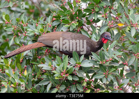 Crested Guan Penelope purpurascens ponts suspendus d'Arenal, Province d'Alajuela, Costa Rica 15 Mars 2019 Des profils Cracidae Banque D'Images