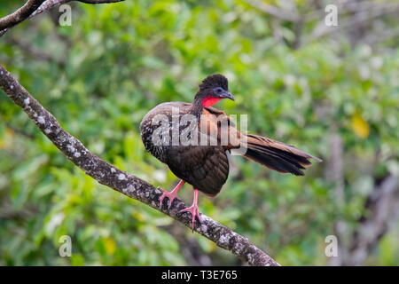 Crested Guan Penelope purpurascens Parc national Arenal, Province d'Alajuela, Costa Rica 15 Mars 2019 Des profils Cracidae Banque D'Images