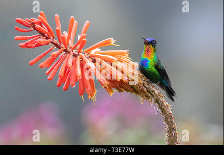 Le Colibri à Fiery Panterpe insignis Cerro de la Muerte, Costa Rica 21 mars 2019 Trochilidae Adultes Banque D'Images