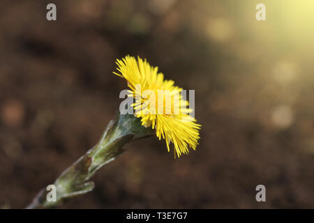 Tussilage, médicinales, fleurs au printemps .fleur jaune au début du printemps . Banque D'Images