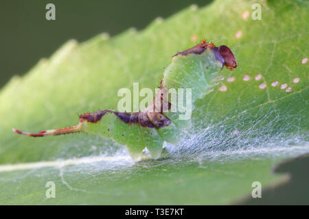 Papillon chaton peuplier, Furcula bifida Banque D'Images