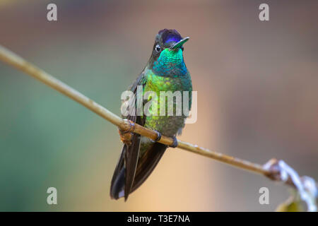 Hummingbird Talamanca Savegre Lodge Eugene spectabilis, San Gerardo de Doto, Costa Rica 21 mars 2019 Trochilidae mâles adultes Banque D'Images