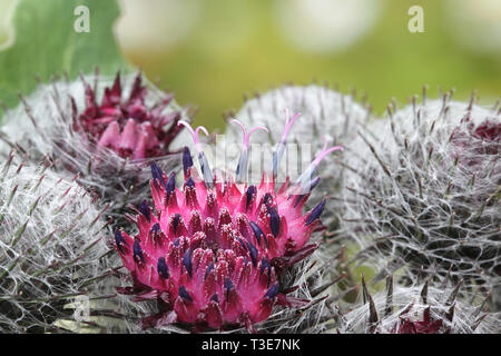 Fleurs de l'Arctium tomentosum, communément connu sous le nom de la bardane bardane downy ou laineux Banque D'Images