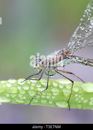 Lestes sponsa, connu sous le nom de demoiselle d'émeraude ou spreadwing commun Banque D'Images