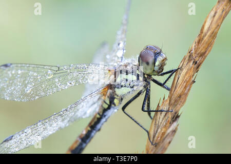 Sympetrum danae, le dard noir ou noir meadowhawk Banque D'Images