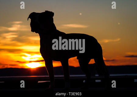 Silhouette d'un Pit Bull au coucher du soleil Banque D'Images