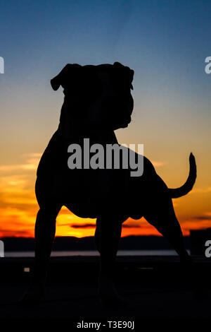 Silhouette d'un Pit Bull au coucher du soleil Banque D'Images