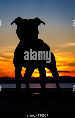 Silhouette d'un chien au coucher du soleil Banque D'Images