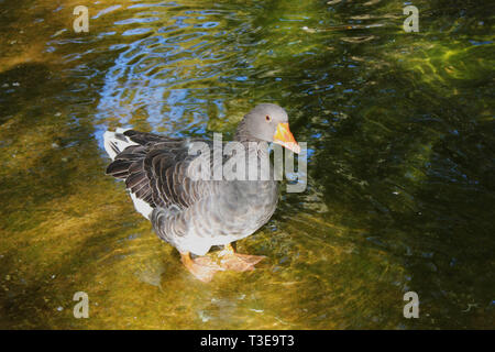 Les canards et les oies au Parc d''Agios Nikolaos Naoussa, Grèce Banque D'Images