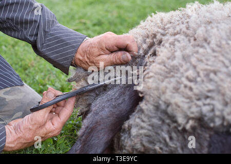 Farmer tonte des moutons pour la laine dans l'herbe à l'extérieur. Vue rapprochée Banque D'Images