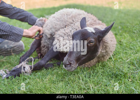 Farmer tonte des moutons pour la laine dans l'herbe à l'extérieur. Vue rapprochée Banque D'Images