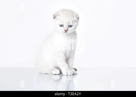 Small White Scottish Fold eared Lop (chaton) isolé sur fond blanc Banque D'Images