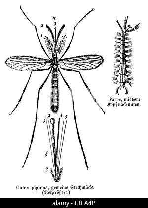 Les larves de moustiques et, anonym 1861 Banque D'Images
