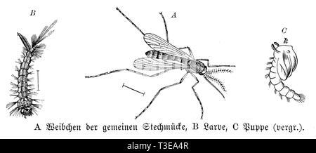 Les moustiques, l'anonym 1889 Banque D'Images