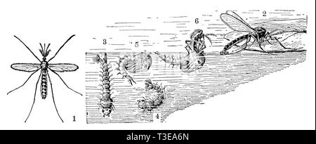 Moustique. 1 homme. 2 La ponte femelle. 3 et 4 larves. 5 et 6 poupées. Le moustique a tout juste éclos sur 6., l'anonym Banque D'Images