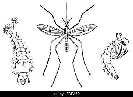 Moustique à chenille et chrysalide, anonym 1886 Banque D'Images