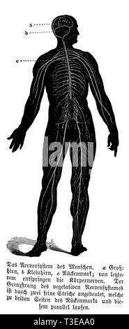 Les droits de l' : système nerveux humain. a) b) cerveau, cervelet, moelle épinière ; c) le corps des nerfs proviennent de la dernière. Les volets transfrontaliers du système nerveux végétatif est indiqué par deux lignes fines parallèles à deux côtés de la moelle épinière et la moelle épinière., anonym Banque D'Images