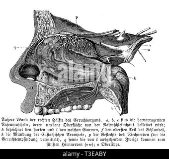 Les droits de l' : mur extérieur de la moitié droite de l'organe olfactif. a, b, c) sont les personnalités dont la surface inégale conchae nasale est couvert par la muqueuse nasale ; h) indiquer le disque et i) le palais mou ; f) la partie supérieure de la gorge ; k) Embouchure de la trompette d'Eustache ; p) plexus nerveux du nerf olfactif (d) sont les murs extérieurs de l'organe olfactif., anonym Banque D'Images