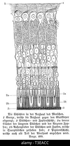 Les droits de l' : Couche de la rétine. 1) limite séparant la rétine de l'vitré ; 2) rod et couche couche cône ; 2a) membres de l'intérieur de tiges longitudinales et les cônes plus courte ; 2b) les membres de l'extérieur bâtonnets et cônes qui se sont désintégrées en plaques transversales ; 3) couche pigmentaire qui est également considéré comme faisant partie de la choroïde, l'anonym Banque D'Images