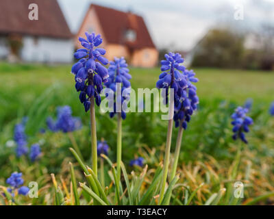 Grape Hyacinth (Muscari) croissant sur la pelouse de banlieue avec maisons douces floues en arrière-plan. Banque D'Images