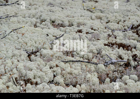 Close-up de la Toundra de lichens Banque D'Images