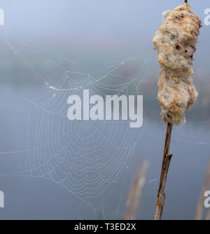 Les gouttelettes d'eau sur spider's web dans le brouillard au bord du lac Banque D'Images