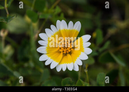 Conseils Tidy, fleurs (Layia platyglossa) Superbloom dans le centre de la Californie's Diablo Mountain Range spring 2019 USA Banque D'Images