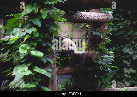 Sleepy panda. L'ours noir et blanc endormi sur le côté, sur une plate-forme de bois, encadrée entre le feuillage vert Banque D'Images