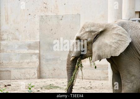 Chef d'un grand brun / gris éléphant africain avec massiv eears manger vert feuilles avec sa bouche. Mur de béton semblable tonalité en arrière-plan. Banque D'Images