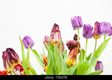 Un bouquet de tulipes fanées vue rapprochée de rouge et mauve avec des feuilles vertes sur fond blanc. Gros boutons de fleurs. Banque D'Images