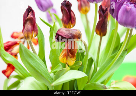 Un bouquet de tulipes fanées vue rapprochée de rouge et mauve avec des feuilles vertes sur fond blanc. Gros boutons de fleurs. Banque D'Images