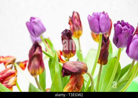 Un bouquet de tulipes fanées vue rapprochée de rouge et mauve avec des feuilles vertes sur fond blanc. Gros boutons de fleurs. Banque D'Images