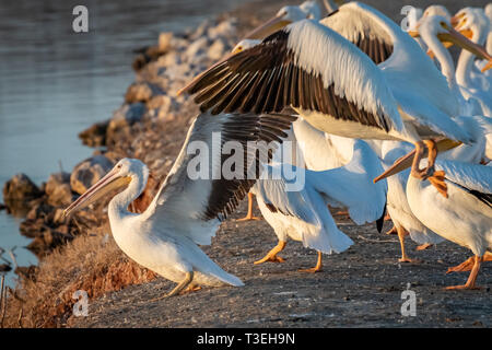 Un troupeau de pélicans blancs (Pelecanus erythrorhynchos) à susnet sur le lac Hefner à Oklahoma City Banque D'Images