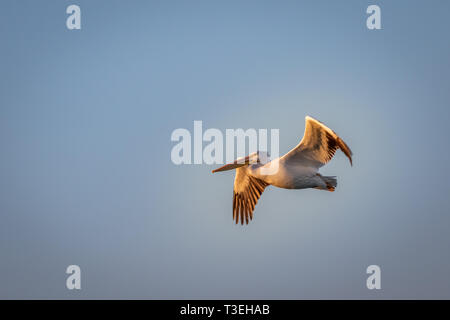 Pélican blanc (Pelecanus erythrorhynchos) en vol au-dessus du lac Hefner à Oklahoma City Banque D'Images