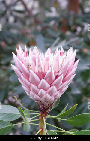 Photo:Protea floraison dans un environnement protégé. Banque D'Images