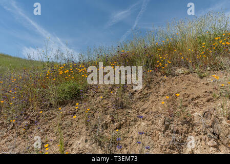 Belles fleurs sauvages - une partie de l'événement dans le superbloom Walker Canyon mountain range près de Lake Elsinore, Californie du Sud Banque D'Images