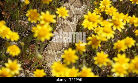 Sonnette dans fleurs jaunes pendant le Super Bloom 2019 Antelope Valley, Californie, Réserve de pavot Banque D'Images