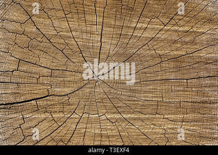 Macro closeup view de bois coupé fin section arbre généalogique avec des fissures et des anneaux annuels. Texture organique naturel et fissurée avec surface rugueuse. Surf en bois Banque D'Images