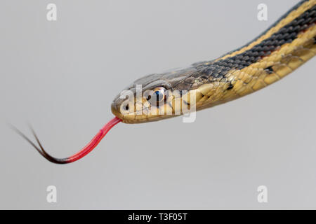 Couleuvre rayée (Thamnophis sirtalis) avec la langue dehors, Close up Banque D'Images