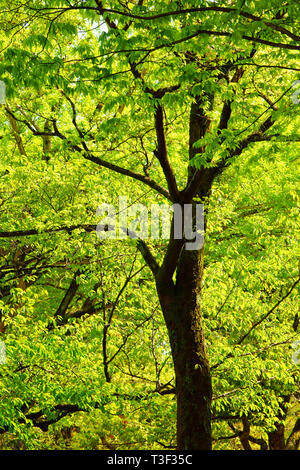 En vert frais Ninomaru Square de Kumamoto Castle, Préfecture Kumamoto, Japon Banque D'Images