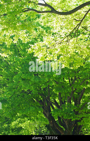 En vert frais Ninomaru Square de Kumamoto Castle, Préfecture Kumamoto, Japon Banque D'Images