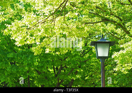 En vert frais Ninomaru Square de Kumamoto Castle, Préfecture Kumamoto, Japon Banque D'Images