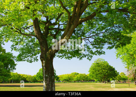 En vert frais Ninomaru Square de Kumamoto Castle, Préfecture Kumamoto, Japon Banque D'Images