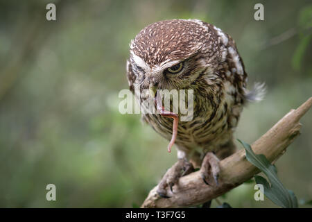 Un portrait d'une chouette chevêche, Athene noctua, perché sur une branche qui se nourrit d'une ver fraîchement pêché Banque D'Images