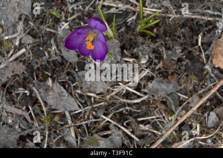 Premier crocus poussant sur le sol recouvert de feuilles tombées l'année dernière, macro shot Banque D'Images