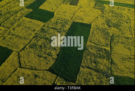 Srinagar. 8Th apr 2019. Photo aérienne prise le 8 avril 2019 montre un champ de moutarde à Awantipora Village de Pulwama district, à environ 25 km au sud de la ville de Srinagar, la capitale d'été du Cachemire. Credit : Javed Dar/Xinhua/Alamy Live News Banque D'Images