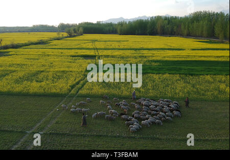 Srinagar. 8Th apr 2019. Photo aérienne prise le 8 avril 2019 montre l'élevage bergers leurs moutons dans un champ de moutarde à Awantipora Village de Pulwama district, à environ 25 km au sud de la ville de Srinagar, la capitale d'été du Cachemire. Credit : Javed Dar/Xinhua/Alamy Live News Banque D'Images