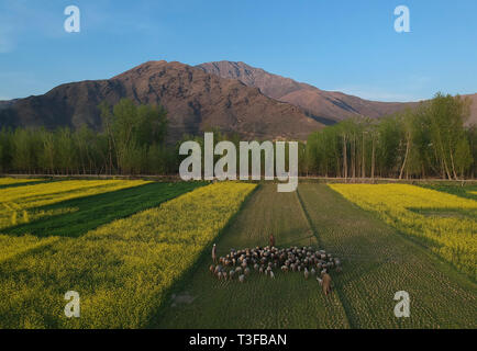 Srinagar. 8Th apr 2019. Photo aérienne prise le 8 avril 2019 montre l'élevage bergers leurs moutons dans un champ de moutarde à Awantipora Village de Pulwama district, à environ 25 km au sud de la ville de Srinagar, la capitale d'été du Cachemire. Credit : Javed Dar/Xinhua/Alamy Live News Banque D'Images