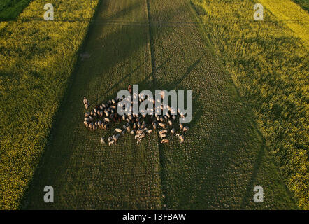 Srinagar. 8Th apr 2019. Photo aérienne prise le 8 avril 2019 montre l'élevage bergers leurs moutons dans un champ de moutarde à Awantipora Village de Pulwama district, à environ 25 km au sud de la ville de Srinagar, la capitale d'été du Cachemire. Credit : Javed Dar/Xinhua/Alamy Live News Banque D'Images